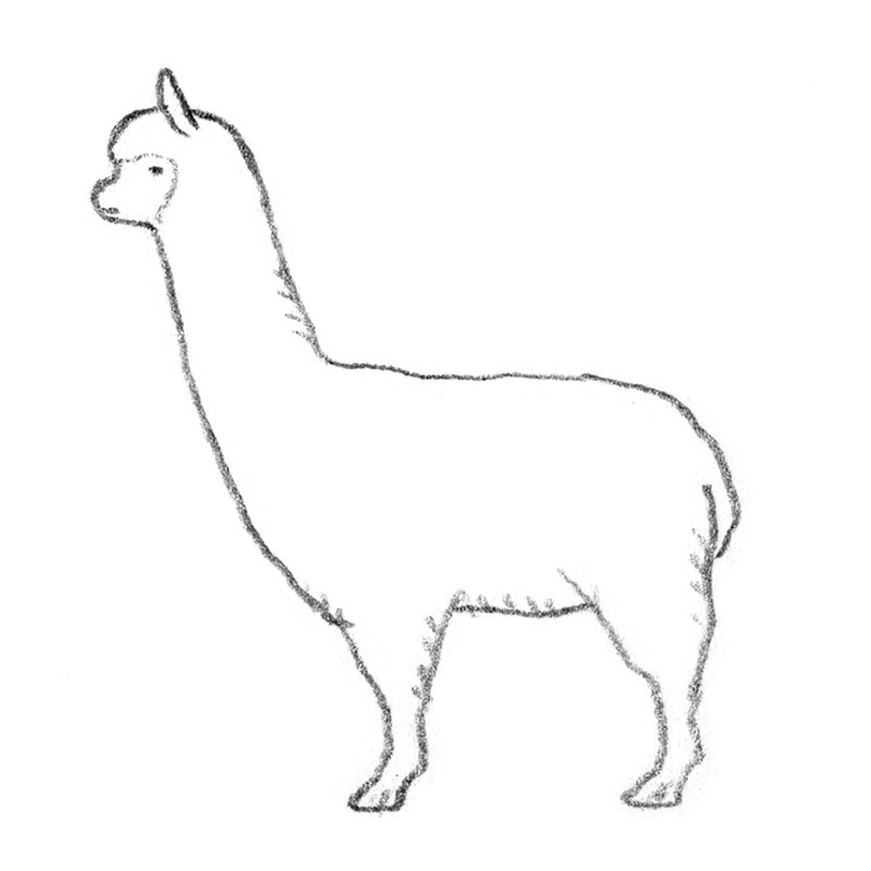 alpaca